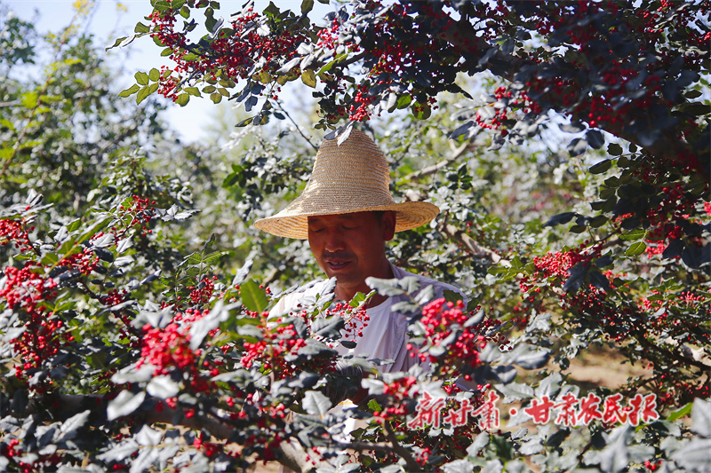 甘谷縣：特色產(chǎn)業(yè)“挑大梁”