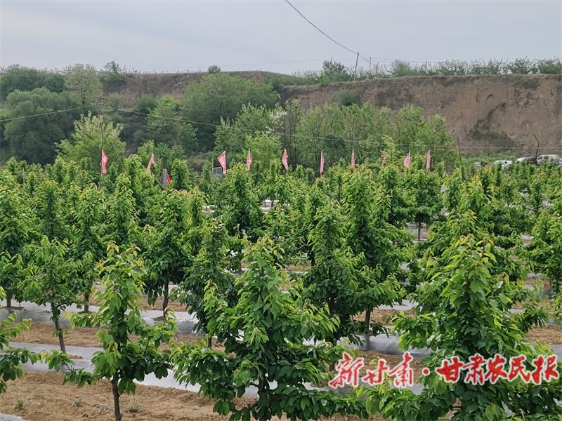 秦州區(qū)：鄉(xiāng)村產(chǎn)業(yè)“旺” 鄉(xiāng)村全面振興更有“望”