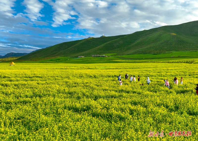 扁都口萬畝油菜花