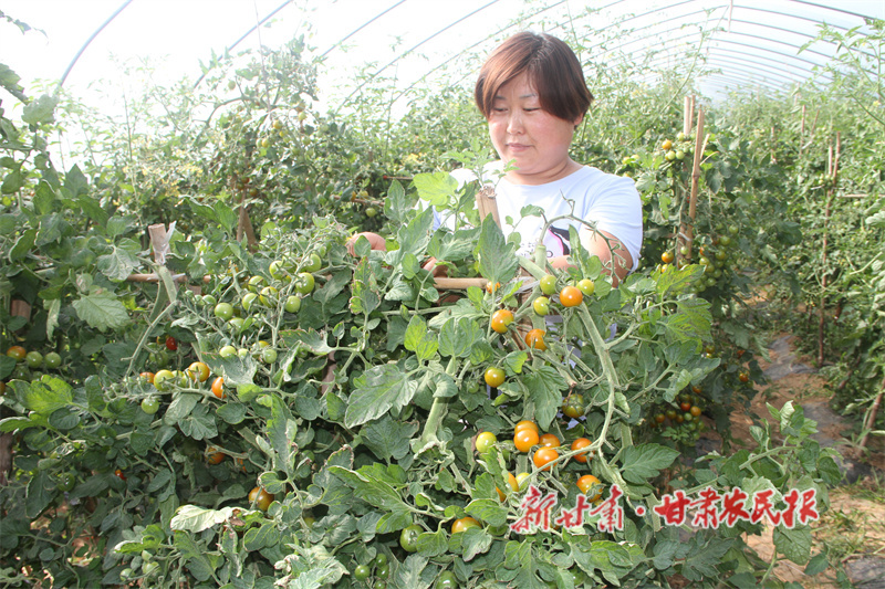 華亭：大棚蔬菜迎豐收 產(chǎn)銷兩旺鼓錢袋