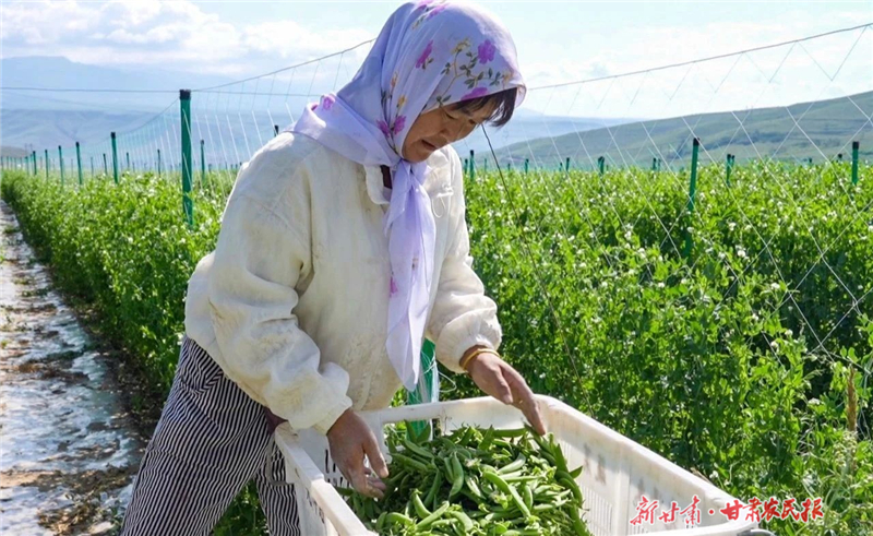 天祝：高原夏菜進(jìn)入采收季