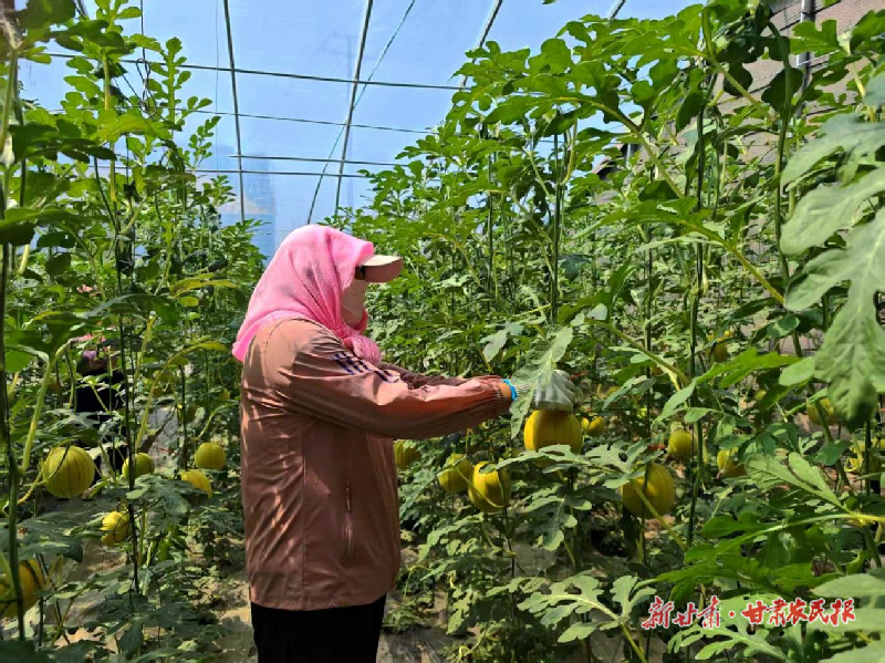 涼州：以特色產(chǎn)業(yè)鋪就“甜蜜”振興路