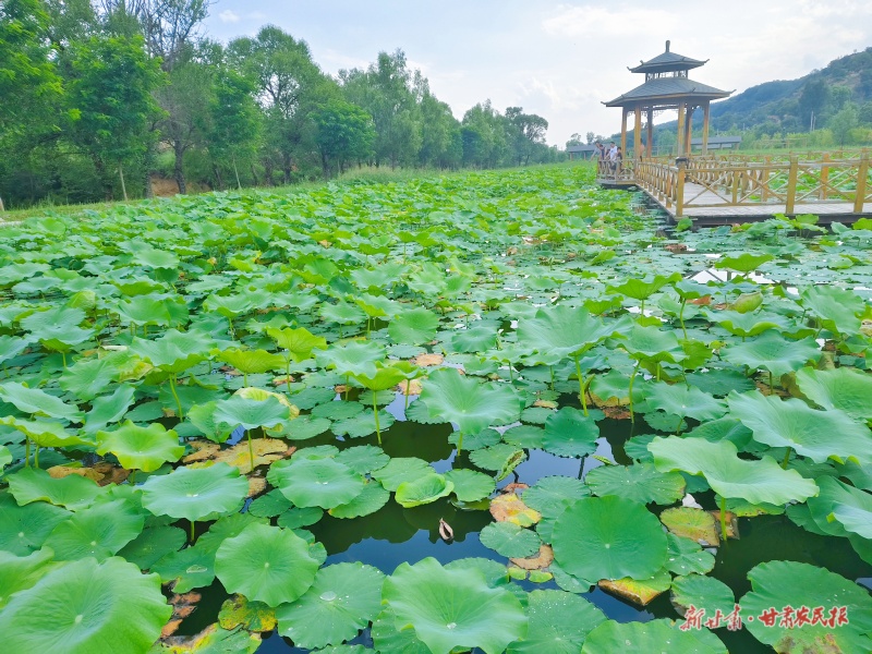 寧縣盤克鎮(zhèn)宋莊荷塘