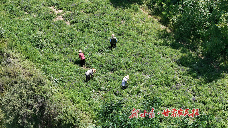 清水縣：田間管護(hù)正當(dāng)時 藥材飄香產(chǎn)業(yè)興