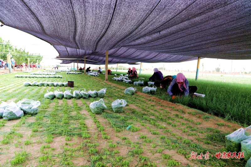 民勤縣大壩鎮(zhèn)八一村沙蔥種植基地