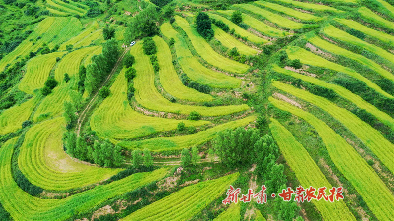 清水縣：漢麻長勢喜人 田間孕育好“豐”景