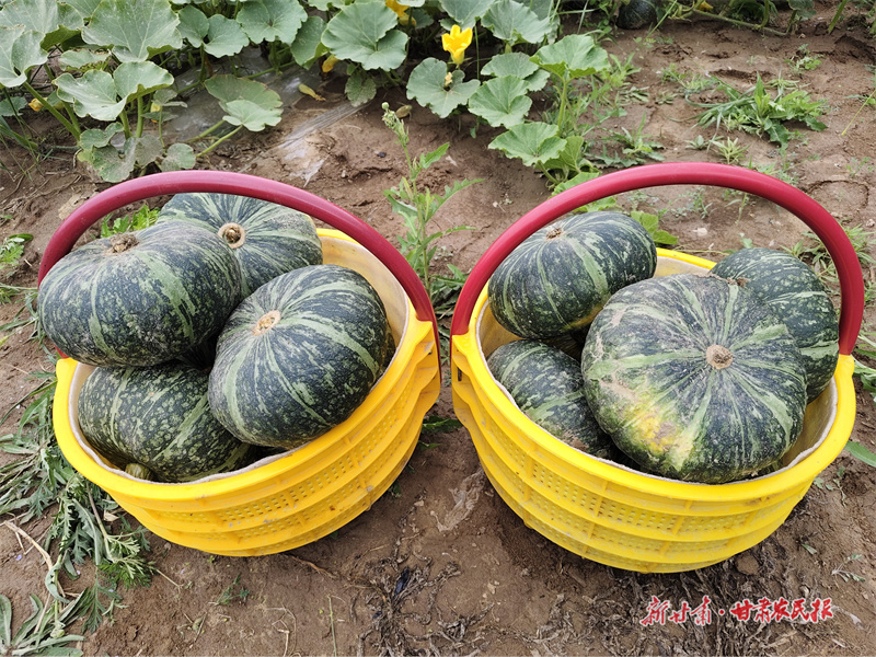 靜寧：南瓜豐收采收忙