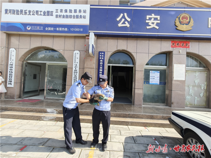 民樂(lè)縣公安局生態(tài)工業(yè)園區(qū)派出所成功救助國(guó)家一級(jí)保護(hù)動(dòng)物“金雕”
