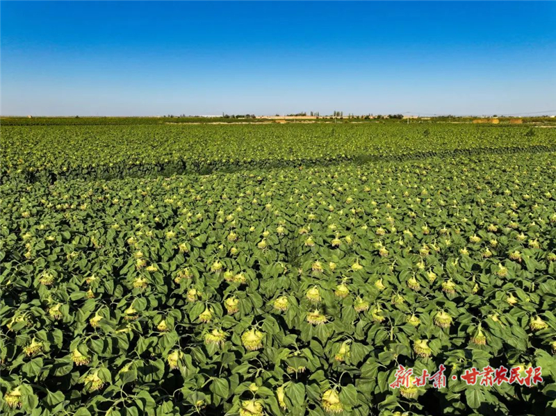 民勤：萬(wàn)畝葵花待豐收 節(jié)水農(nóng)業(yè)顯成效