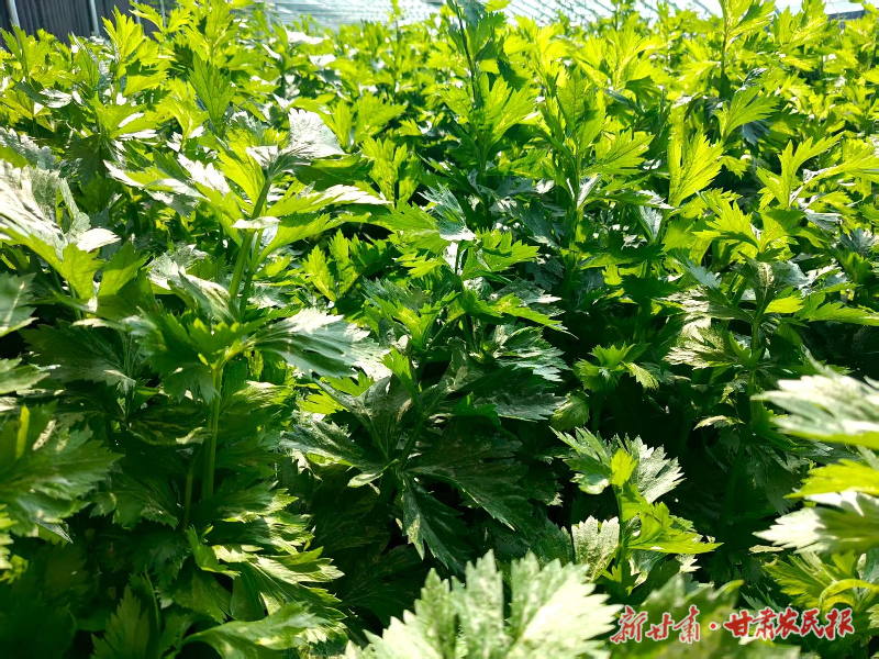 涼州區(qū)：惠民興村項(xiàng)目點(diǎn)燃鄉(xiāng)村振興新引擎