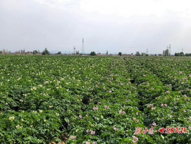 涼州區(qū)：良田育良種 豐收新希望