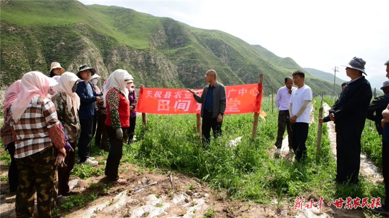 天祝：高原夏菜繪就鄉(xiāng)村振興新圖景
