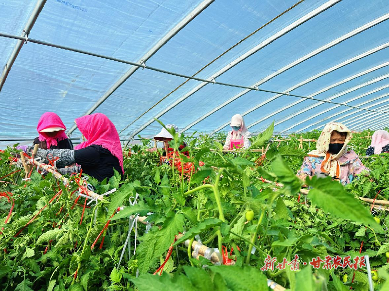 涼州區(qū)：大棚連田野 產(chǎn)業(yè)串起富民鏈
