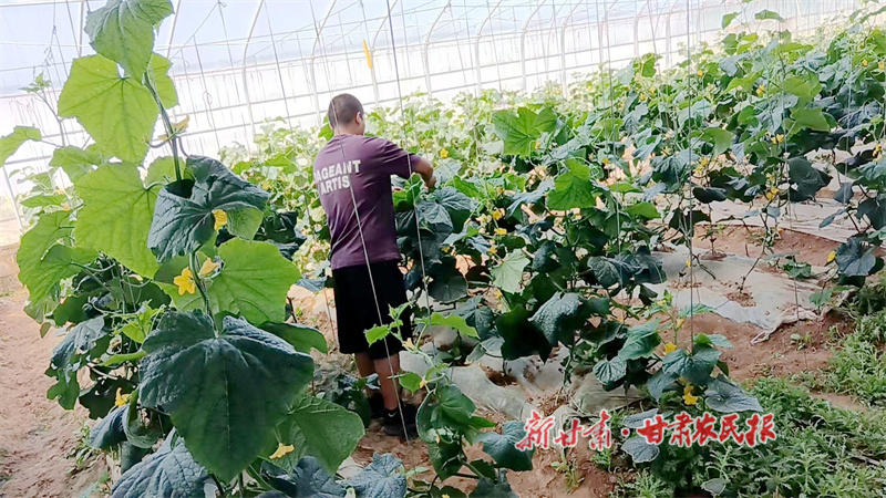 華亭：菜園變身“聚寶盆”“蔬”寫(xiě)致富新篇章