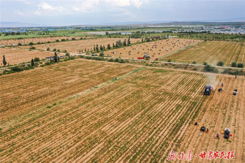 【圖片新聞】古浪：移民區(qū)薯田里的金色脈動(dòng)