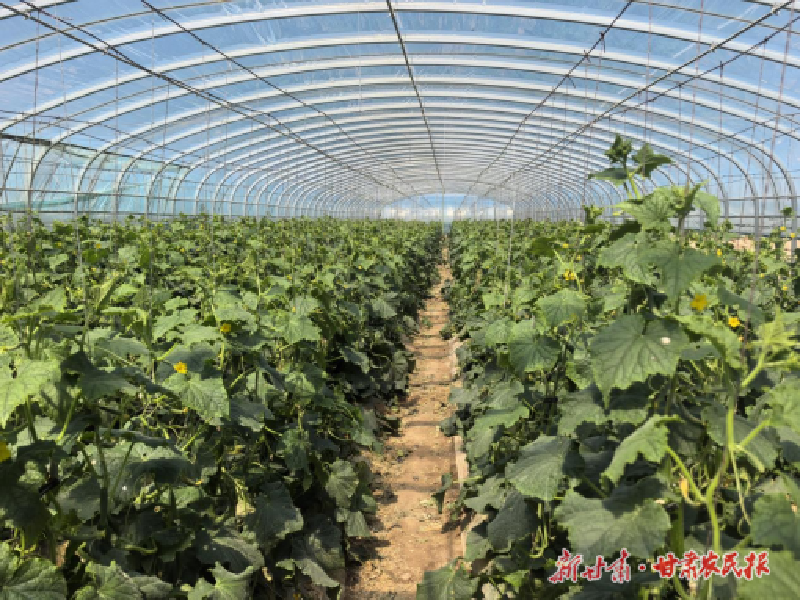涼州區(qū)：設(shè)施瓜菜產(chǎn)業(yè)奏響“夏收夏種”協(xié)奏曲