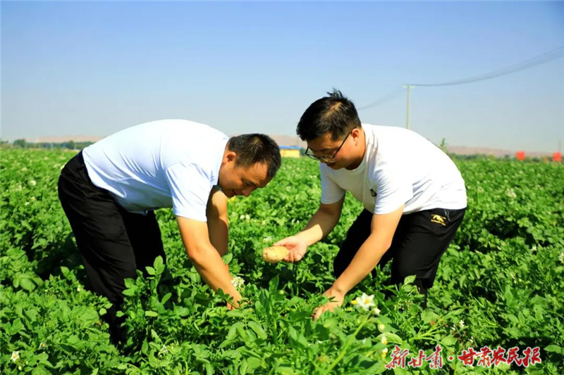 民勤：小土豆“喝”上“精準(zhǔn)水” 蹚出節(jié)水高產(chǎn)新路徑