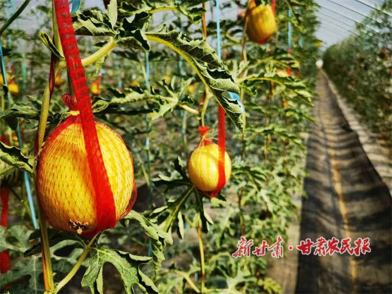 甜瓜懸金蔓 日子似蜜甜——華亭安口鎮(zhèn)朱家坡村甜瓜產(chǎn)業(yè)奏響“甜蜜”振興曲