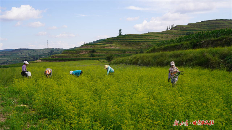 靜寧：田間藥香溢 致富新希望