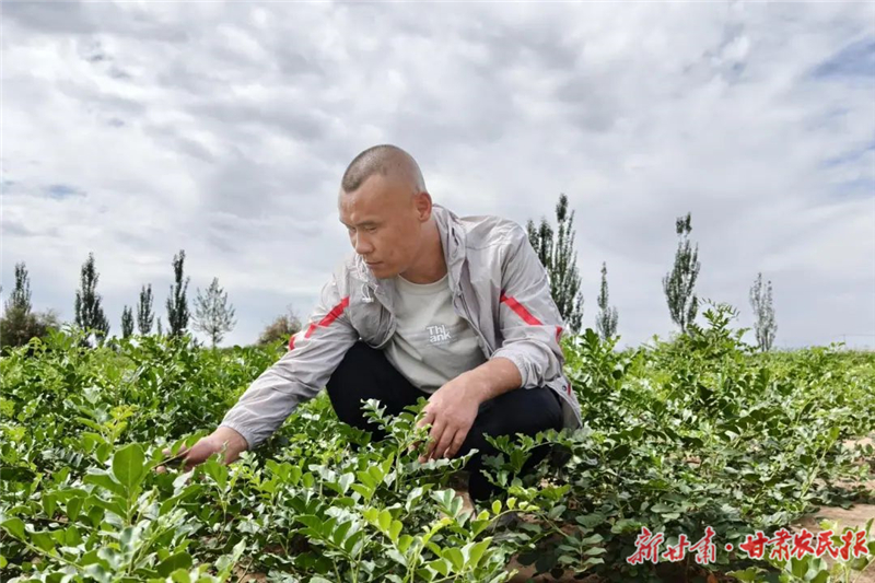 古浪：藥材飄香產(chǎn)業(yè)興