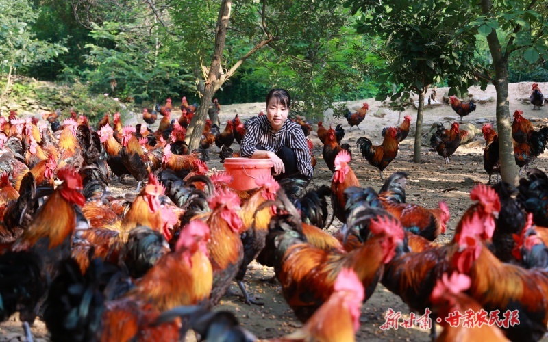 康縣岸門口鎮(zhèn)：林下散養(yǎng)土雞 助農(nóng)致富增收