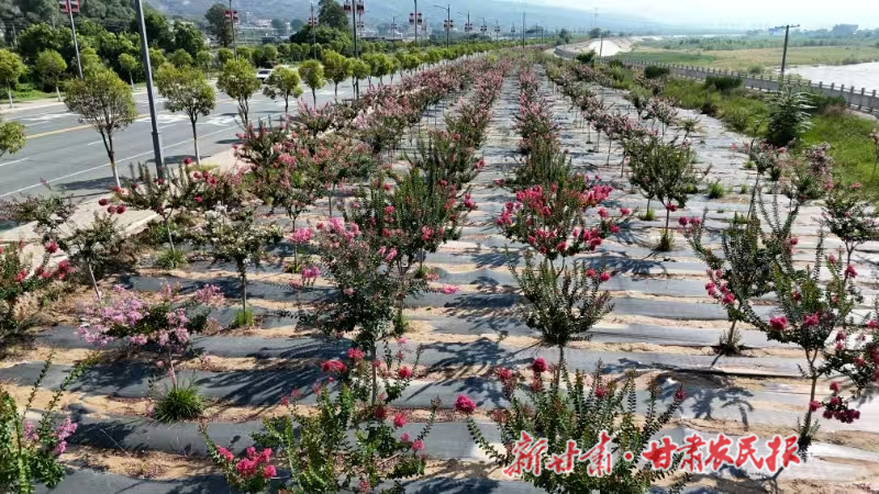 甘谷縣：渭北長(zhǎng)廊紫薇盛放 繪就浪漫生態(tài)畫(huà)卷