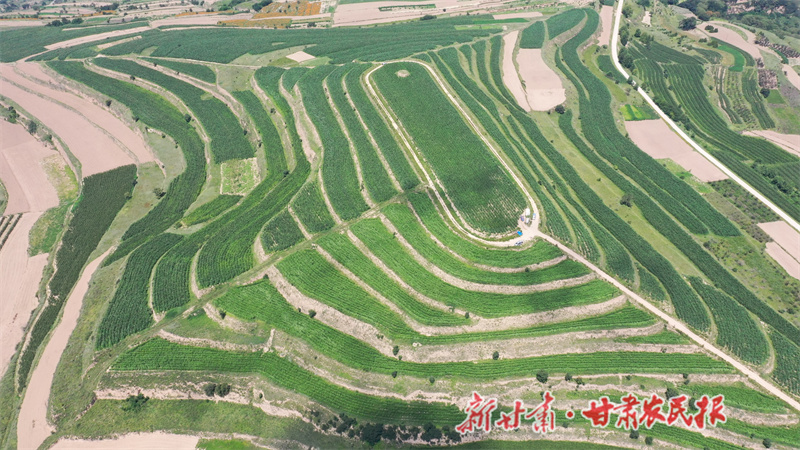 清水縣：農(nóng)民合作社發(fā)展壯大 農(nóng)民增收路子更寬