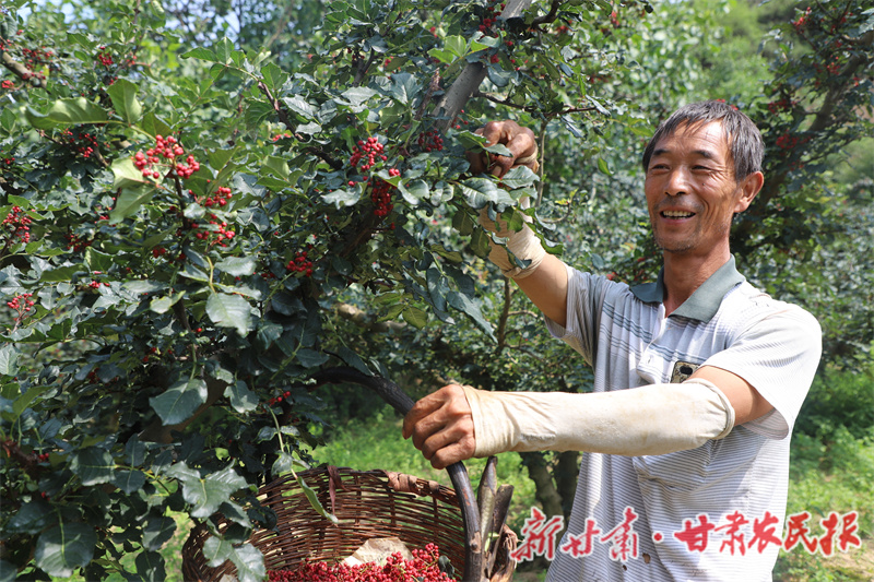 清水縣：花椒滿枝紅映紅致富路