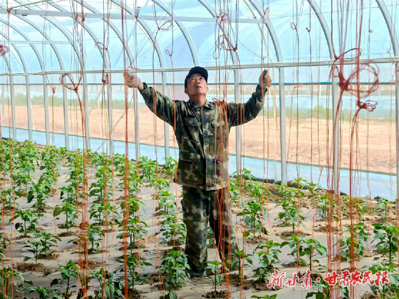 涼州區(qū)：彩椒產(chǎn)業(yè)“種”出新希望