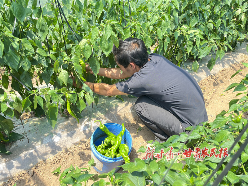 華亭：火紅辣椒鋪就鄉(xiāng)村振興“致富路”