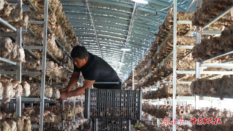 天祝縣首個(gè)高原夏菇交易中心建成運(yùn)營(yíng)