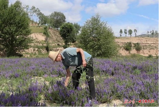 漳縣  藥香溢滿富民路

