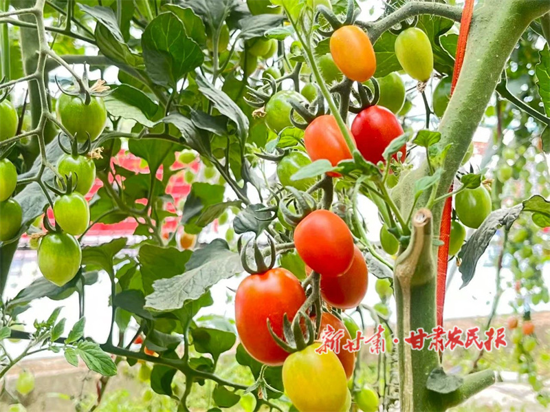 華亭：“紅寶石”種出好日子 “金鑰匙”打開致富路子