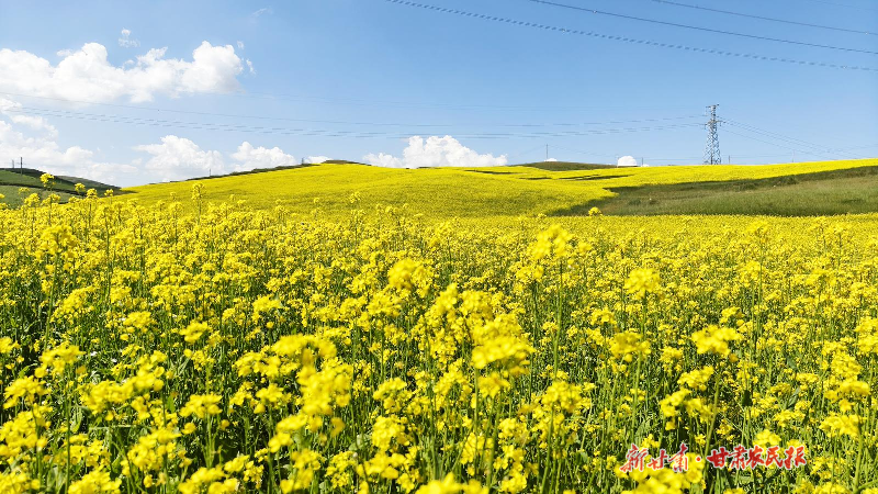 古浪：千畝花海繪就鄉(xiāng)村振興新畫(huà)卷