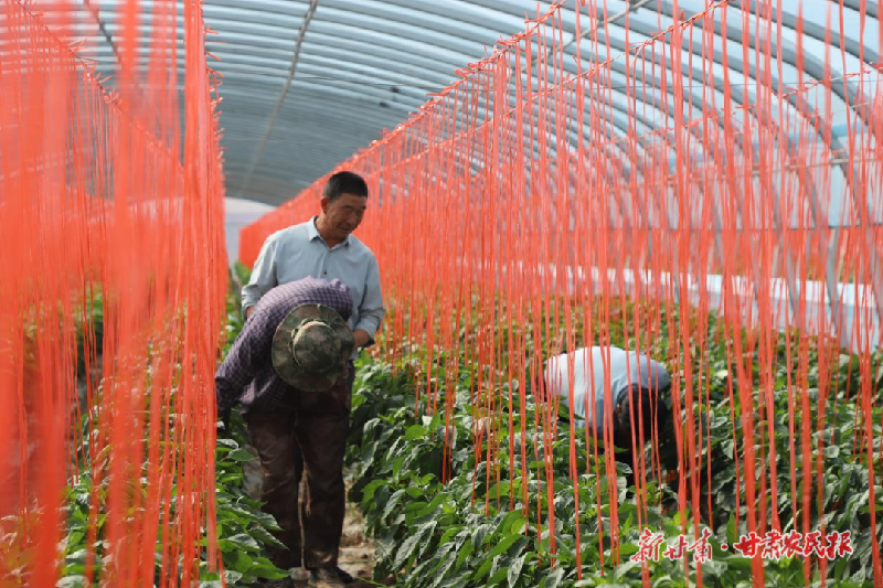 涼州區(qū)：辣椒飄香 產(chǎn)業(yè)興旺