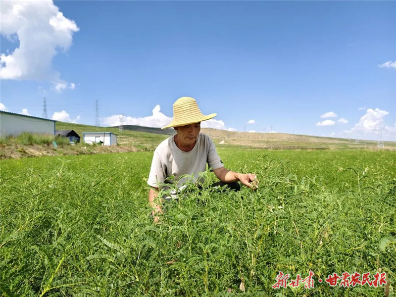 古浪：田間藥材管護(hù)忙 致富路上“藥”飄香