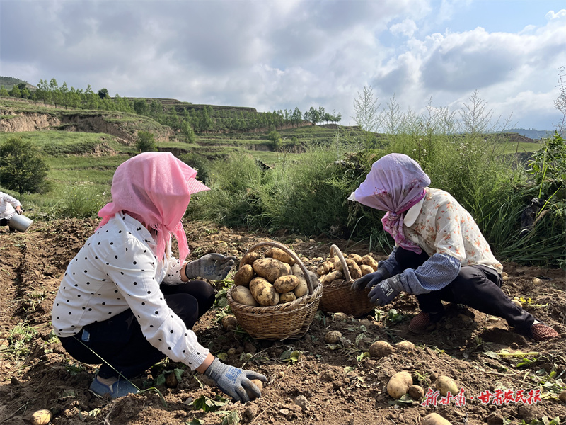 莊浪：科技賦能“土疙瘩”變“金蛋蛋”