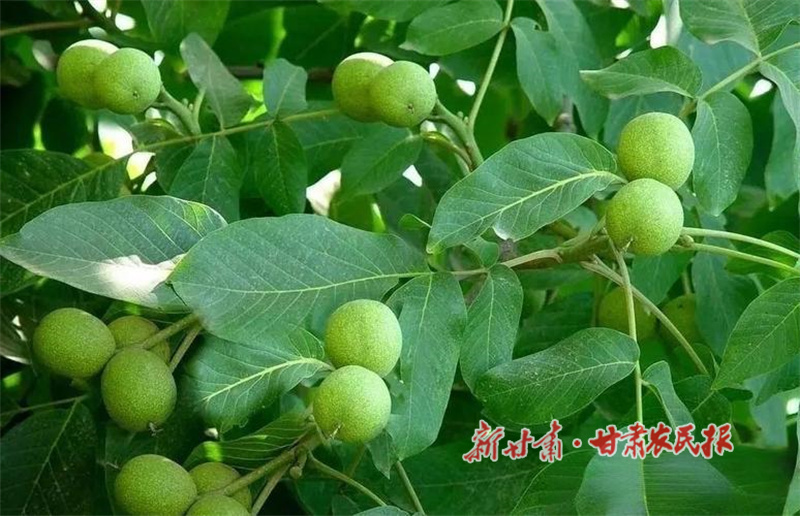 華亭：核桃滿枝盼豐收 林下藏著振興夢