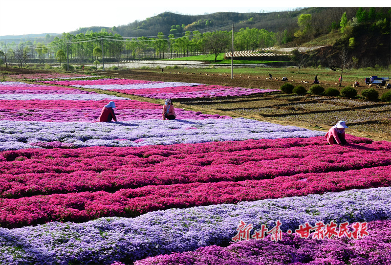 華亭：“花樣”致富路越走越寬