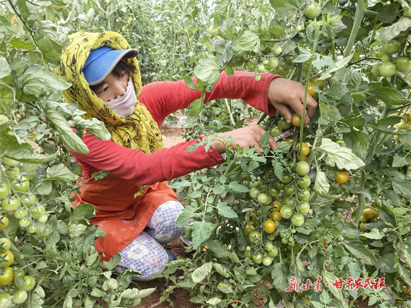 靈臺(tái)：圣女果結(jié)出“致富金果”
