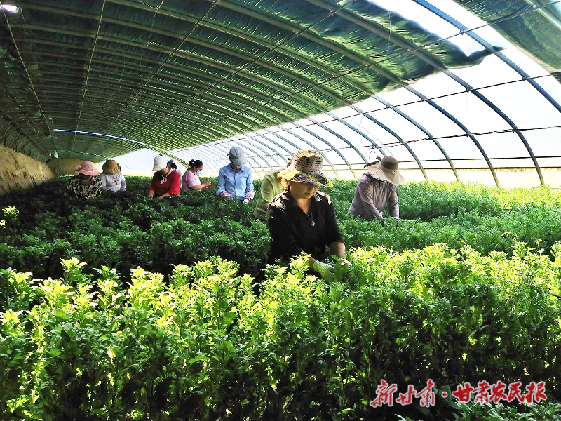 涼州區(qū)：“美麗產(chǎn)業(yè)”花開正艷