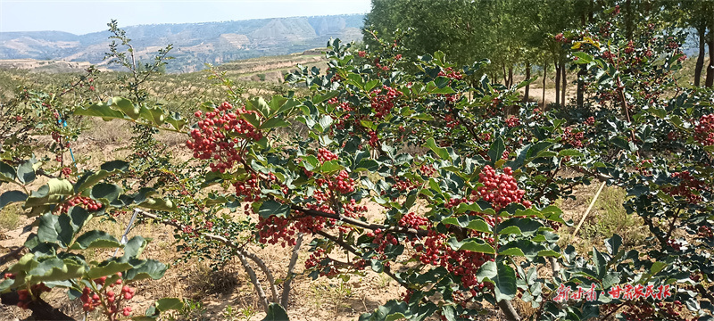 一顆花椒的產(chǎn)業(yè)振興之路
