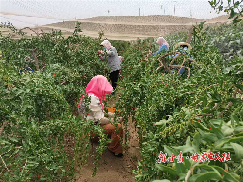 平川區(qū)：積極探索村集體經(jīng)濟(jì)發(fā)展新路子