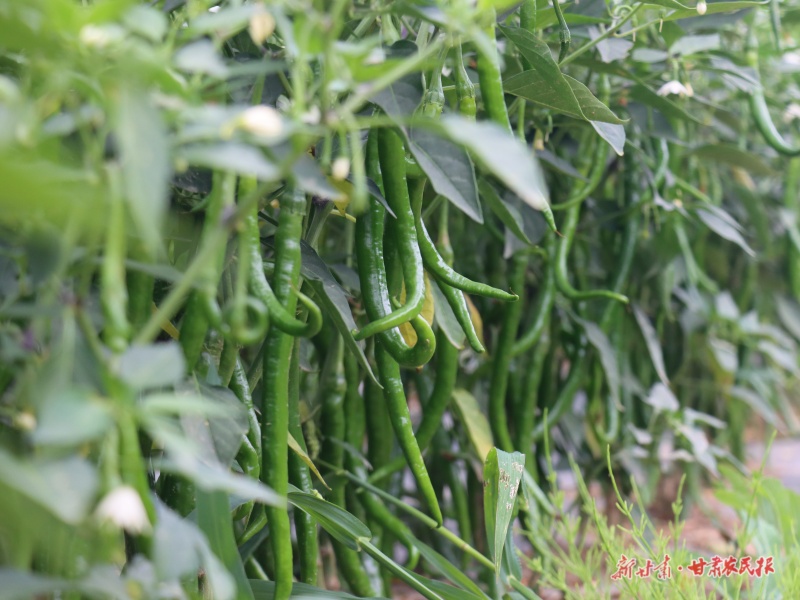 清水 辣椒長勢旺 產業(yè)促振興