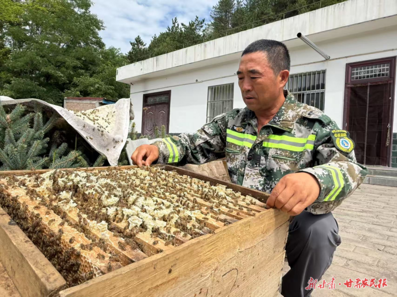 正寧 林下“掘金” 綠富“雙贏”