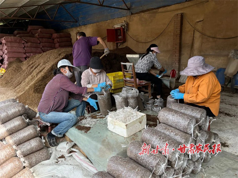 華亭：蘑菇棚里的“就業(yè)崗”