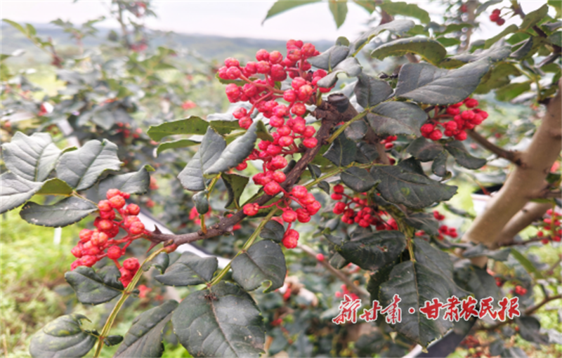 華亭：花椒映紅致富路