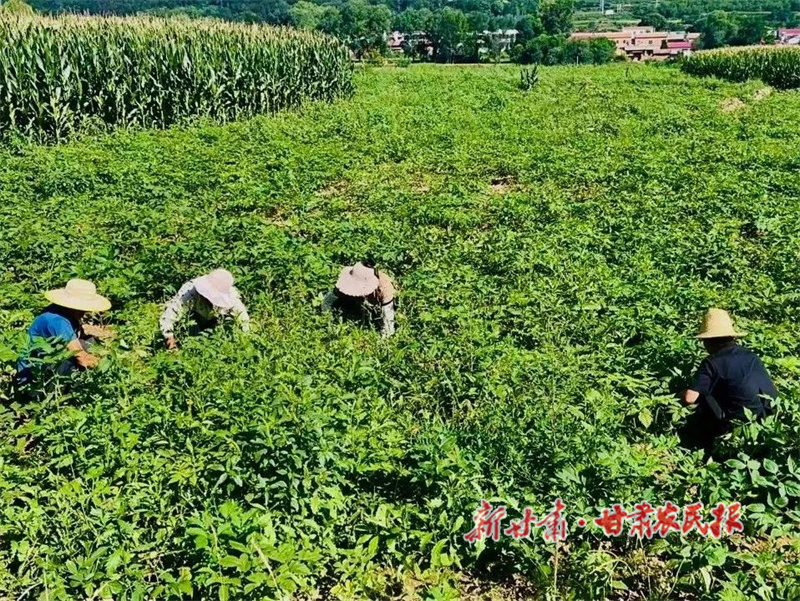 華亭：藥田管護(hù)忙 藥材產(chǎn)業(yè)旺