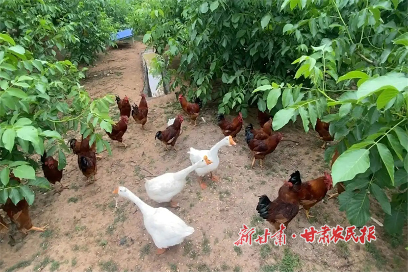 華亭：“特色興農(nóng)”奔富路