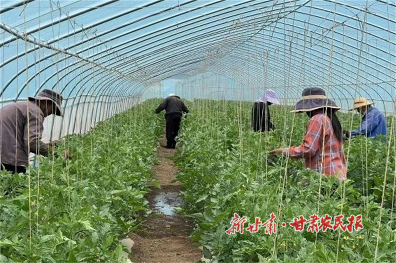 華亭：全鏈賦能“菜籃子”釋放大效益